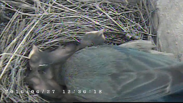 Mountain Bluebird - ML487970