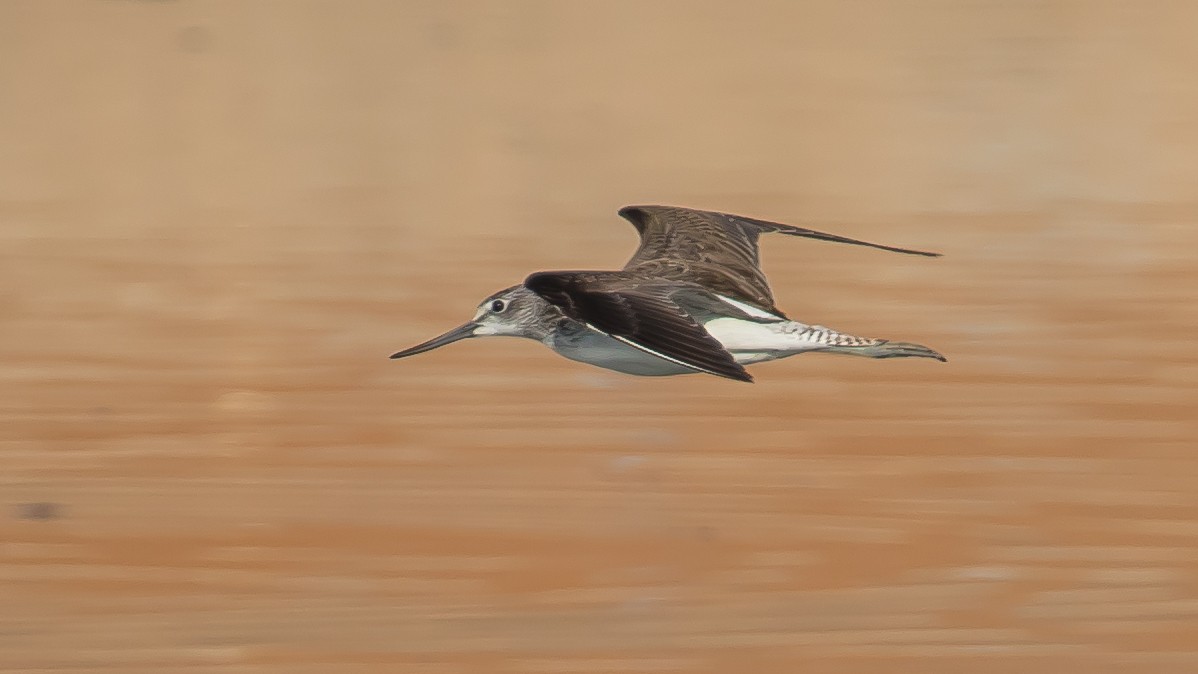 Common Greenshank - Milan Martic