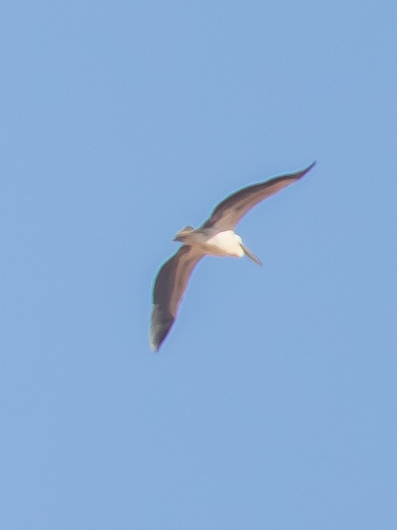 Great White Pelican - ML487971361