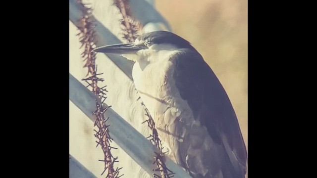 Black-crowned Night Heron - ML487972071