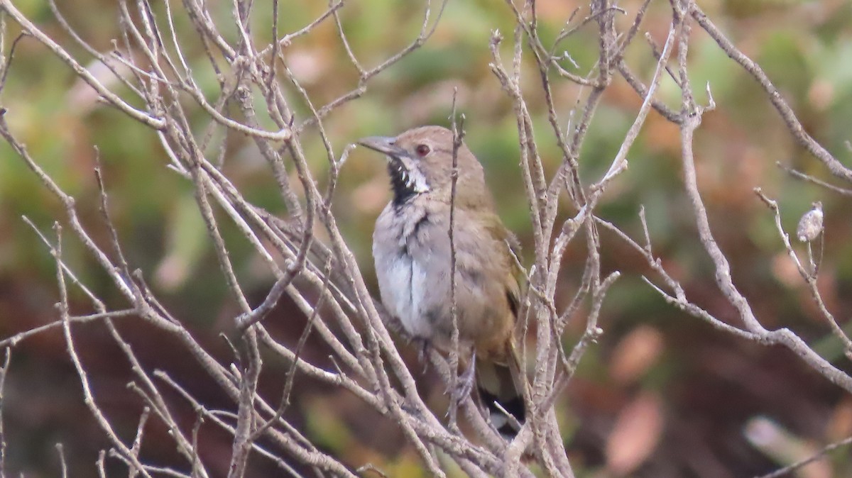 Western Whipbird - Jo Culican