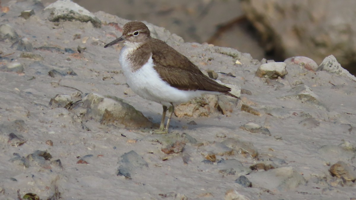 Common Sandpiper - ML487973601