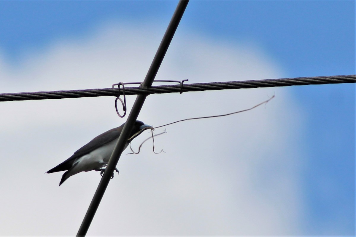 White-breasted Woodswallow - ML487973701