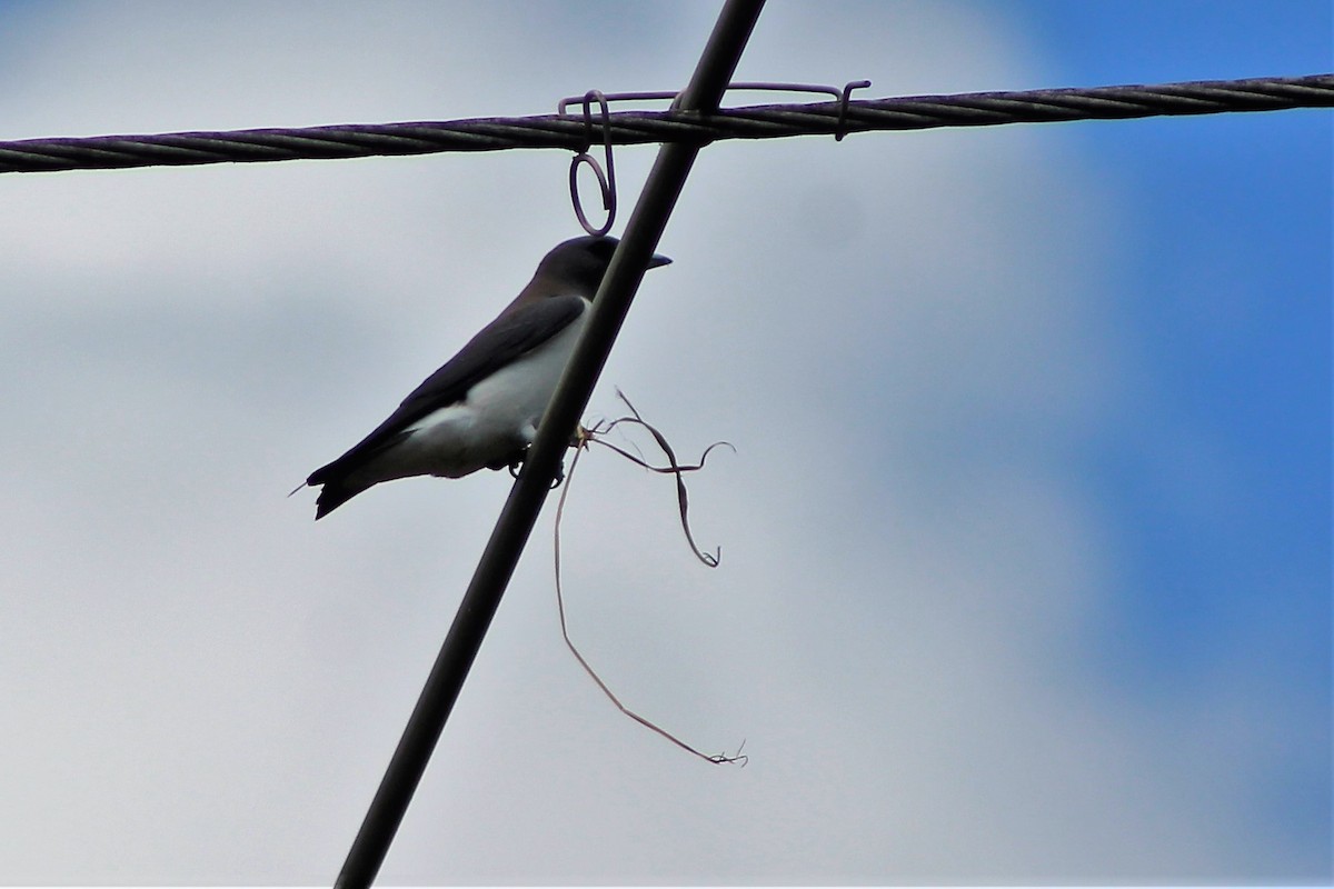 White-breasted Woodswallow - Leonie Beaulieu