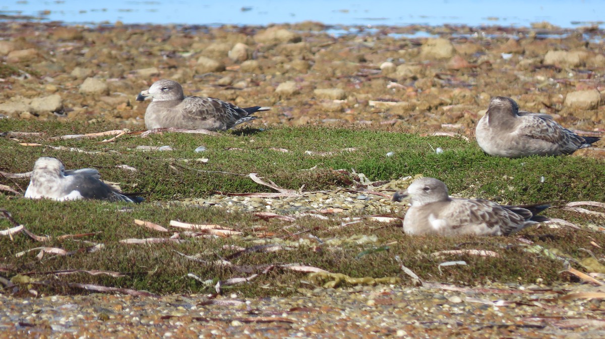 Gaviota de Tasmania - ML487974051