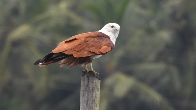 Brahminy Kite - ML487974441