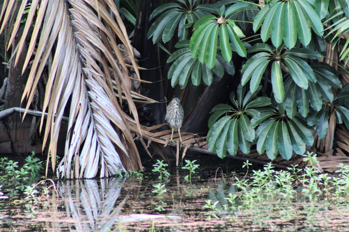 Nankeen Night Heron - ML487974651