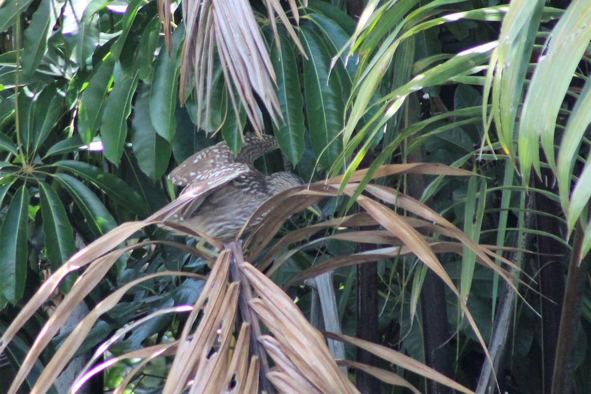 Nankeen Night Heron - ML487974671