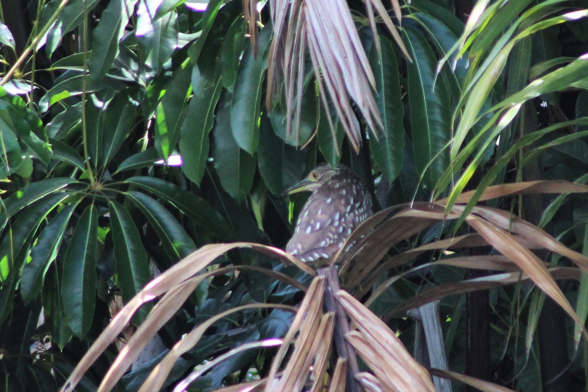 Nankeen Night Heron - ML487974681