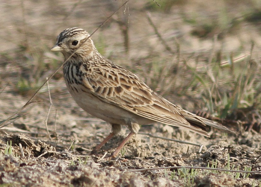 Eurasian Skylark - PANKAJ GUPTA