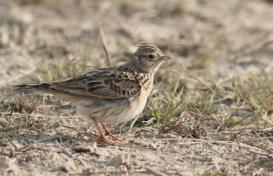 Eurasian Skylark - PANKAJ GUPTA