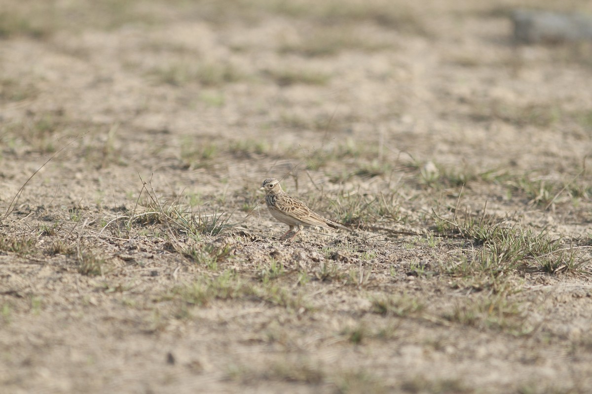 Eurasian Skylark - PANKAJ GUPTA