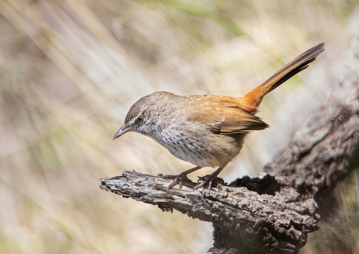 Chestnut-rumped Heathwren - ML487976931