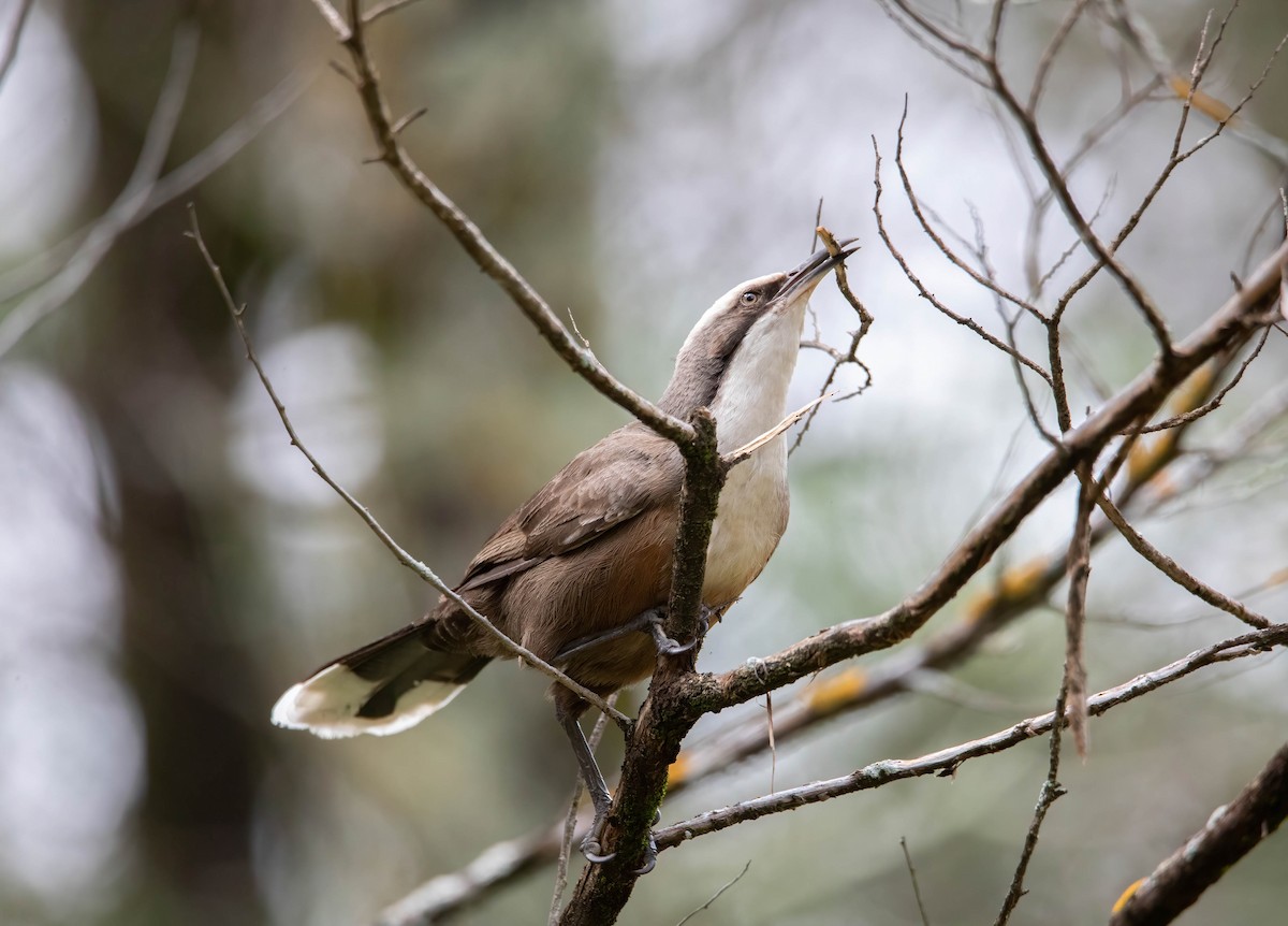 Gray-crowned Babbler - James Sparshott