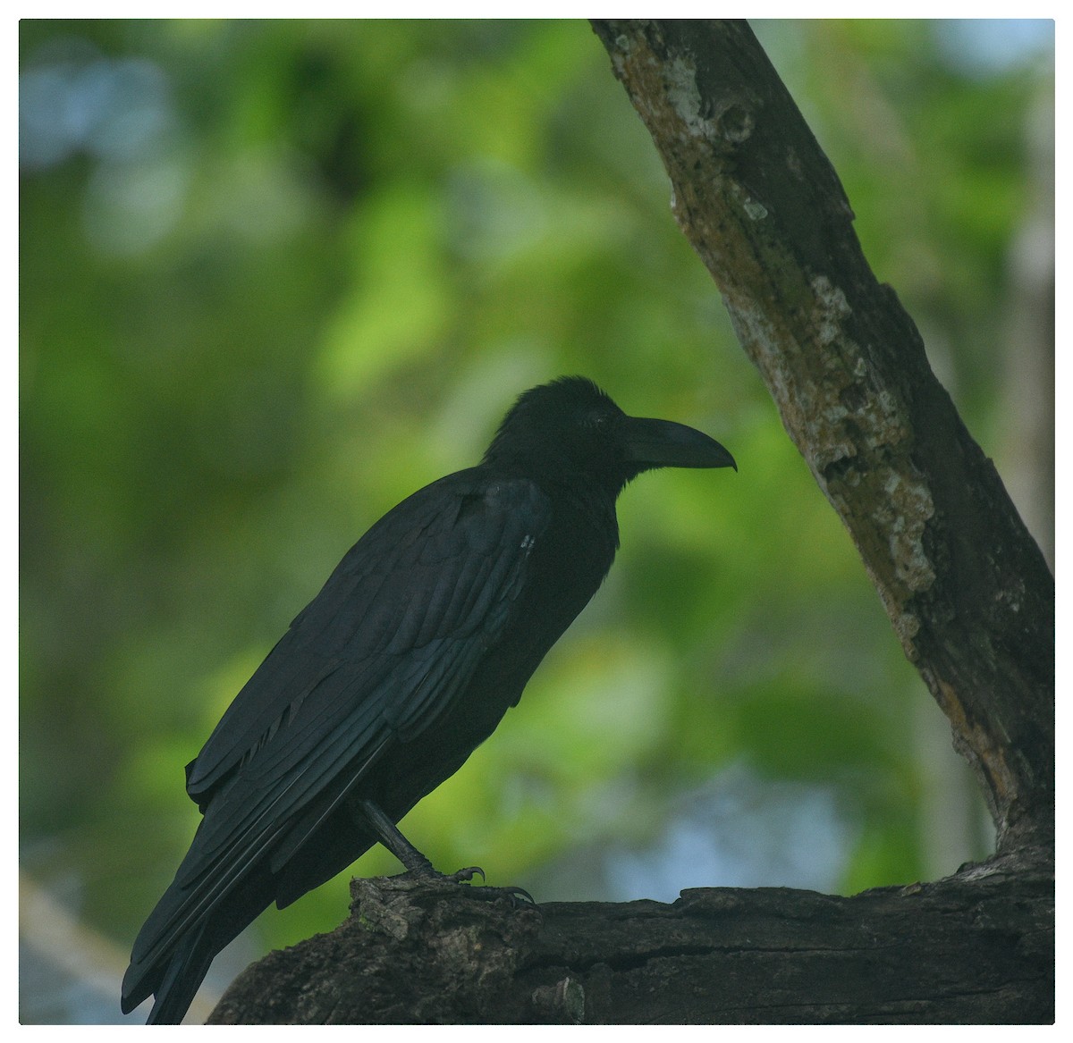 Large-billed Crow (Eastern) - ML487978181