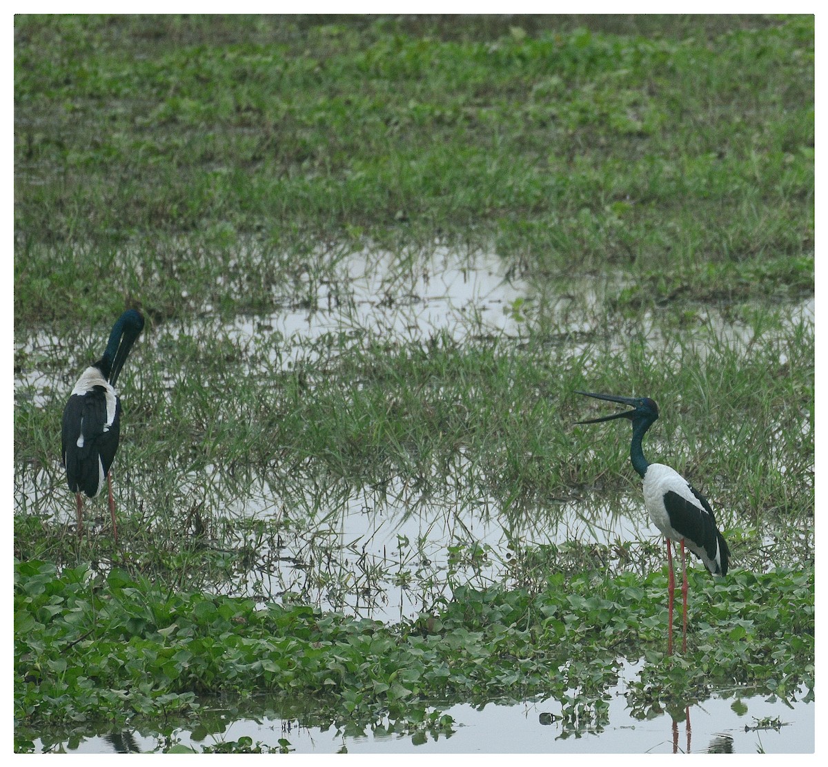 Black-necked Stork - ML487978201