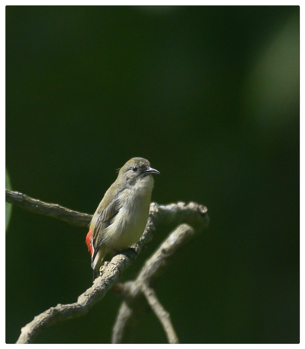 Scarlet-backed Flowerpecker - ML487978311