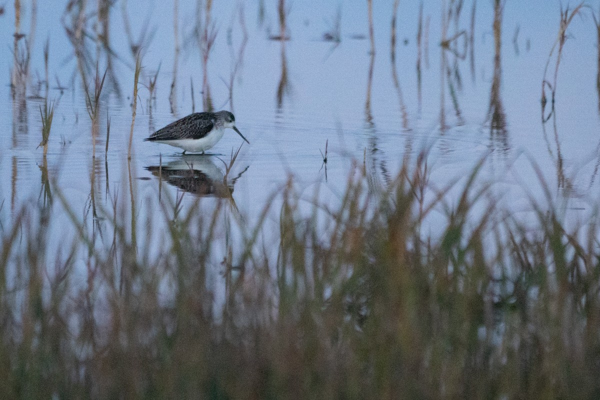 Marsh Sandpiper - ML487978361