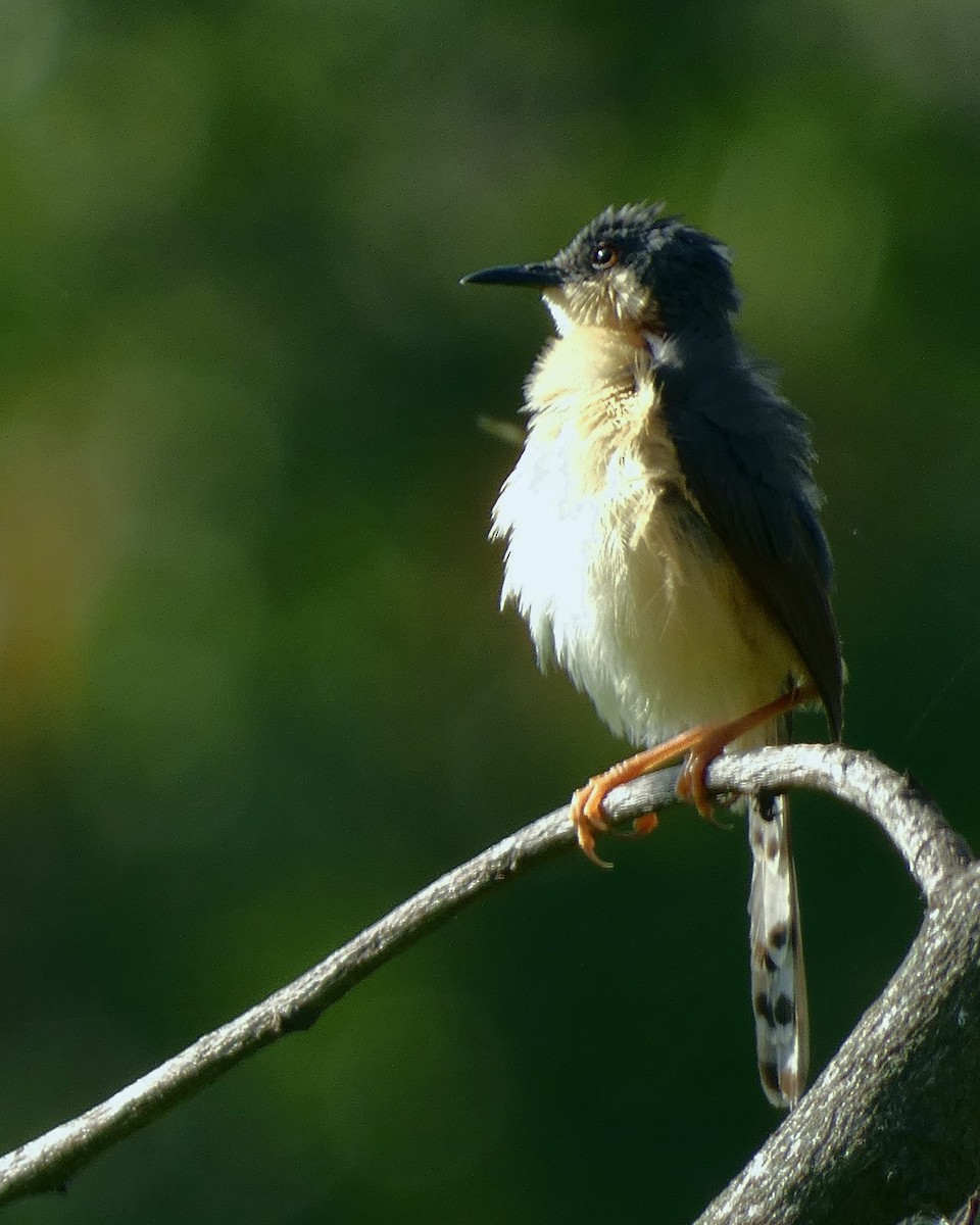 Ashy Prinia - ML487978641