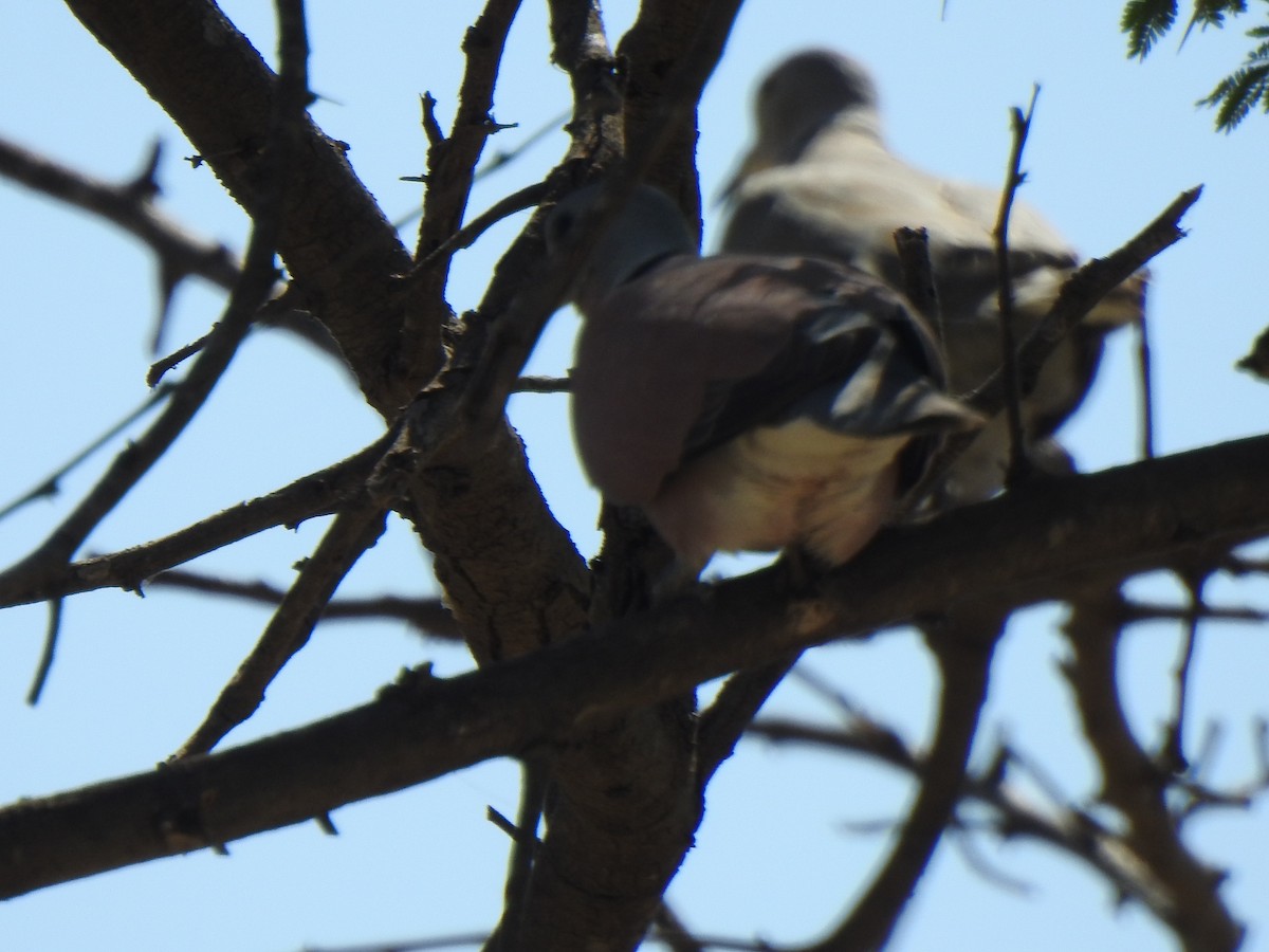 Red Collared-Dove - ML487978961