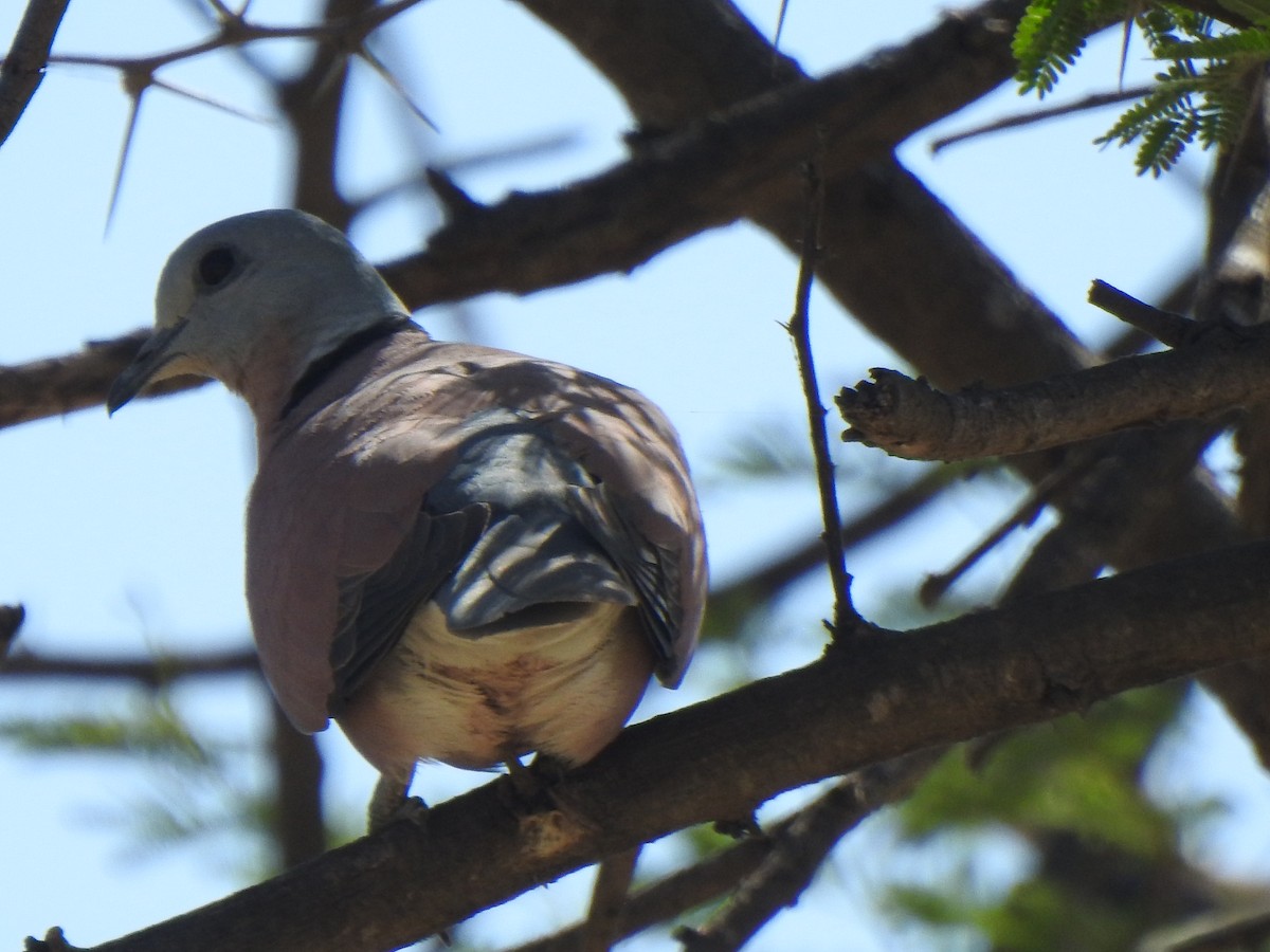 Red Collared-Dove - ML487978971