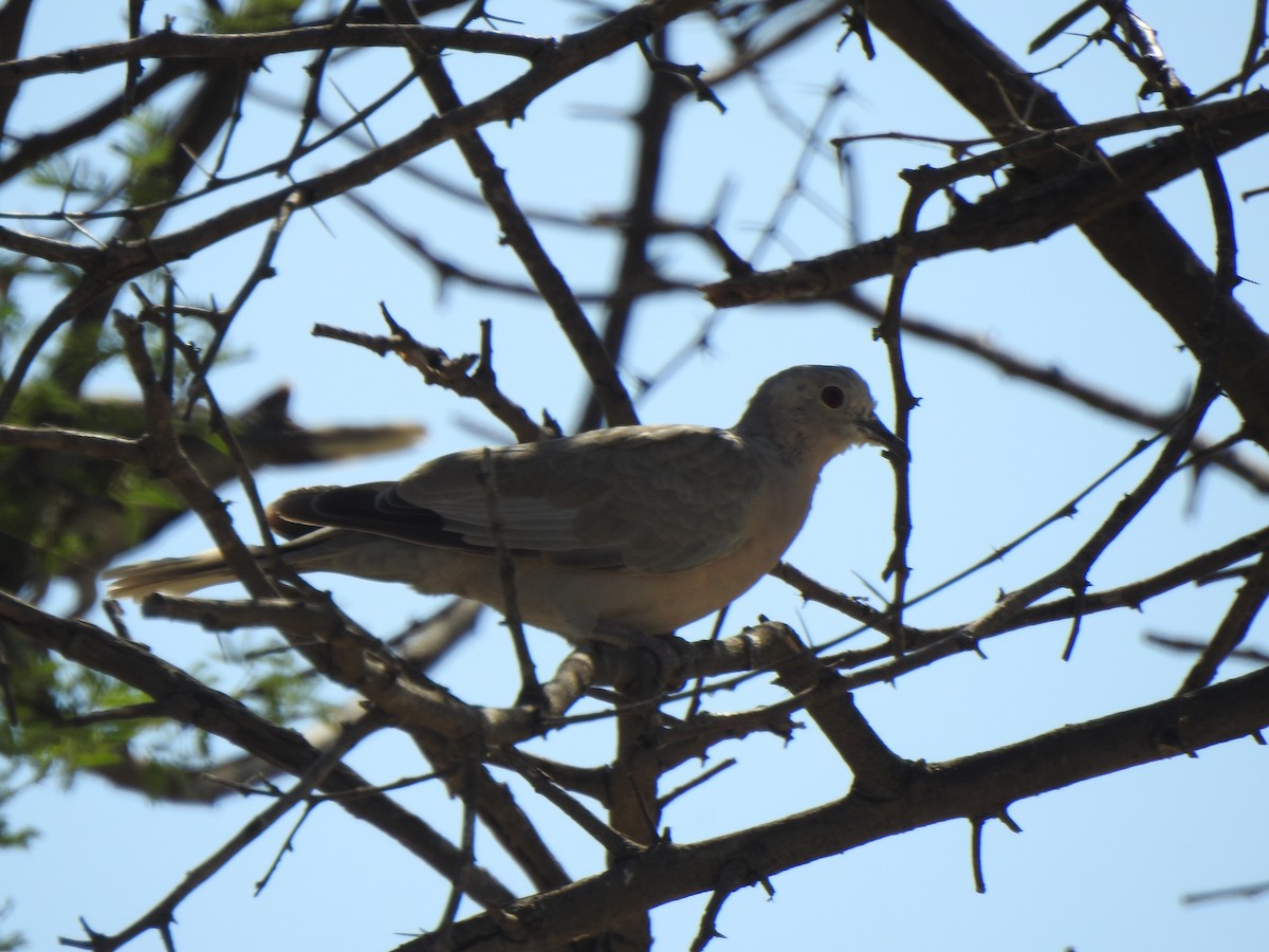 Red Collared-Dove - ML487978981