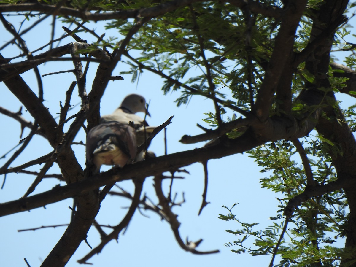 Red Collared-Dove - ML487978991