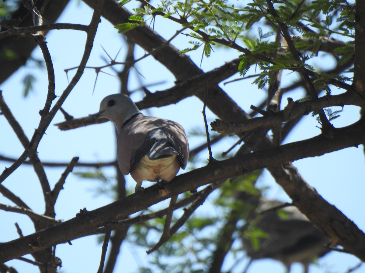 Red Collared-Dove - ML487979001