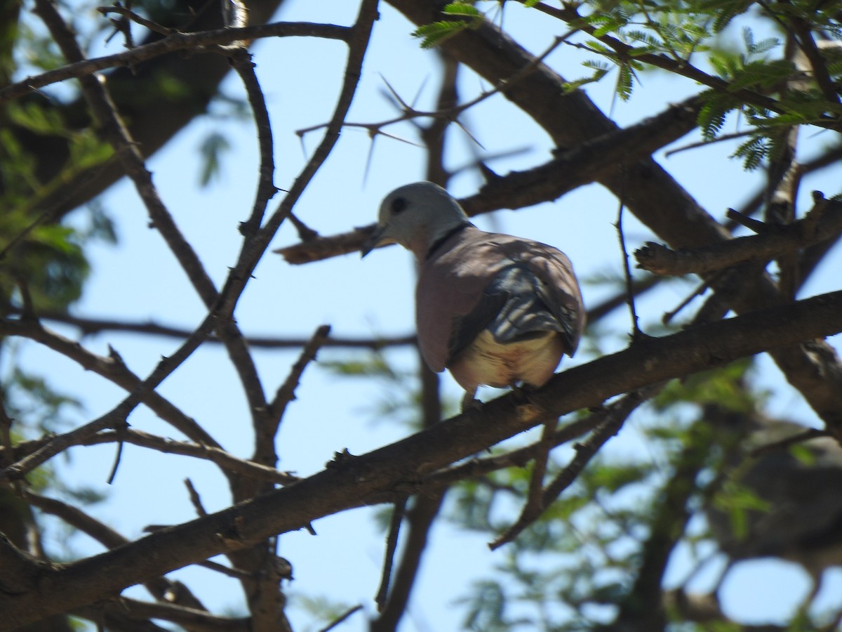 Red Collared-Dove - ML487979011