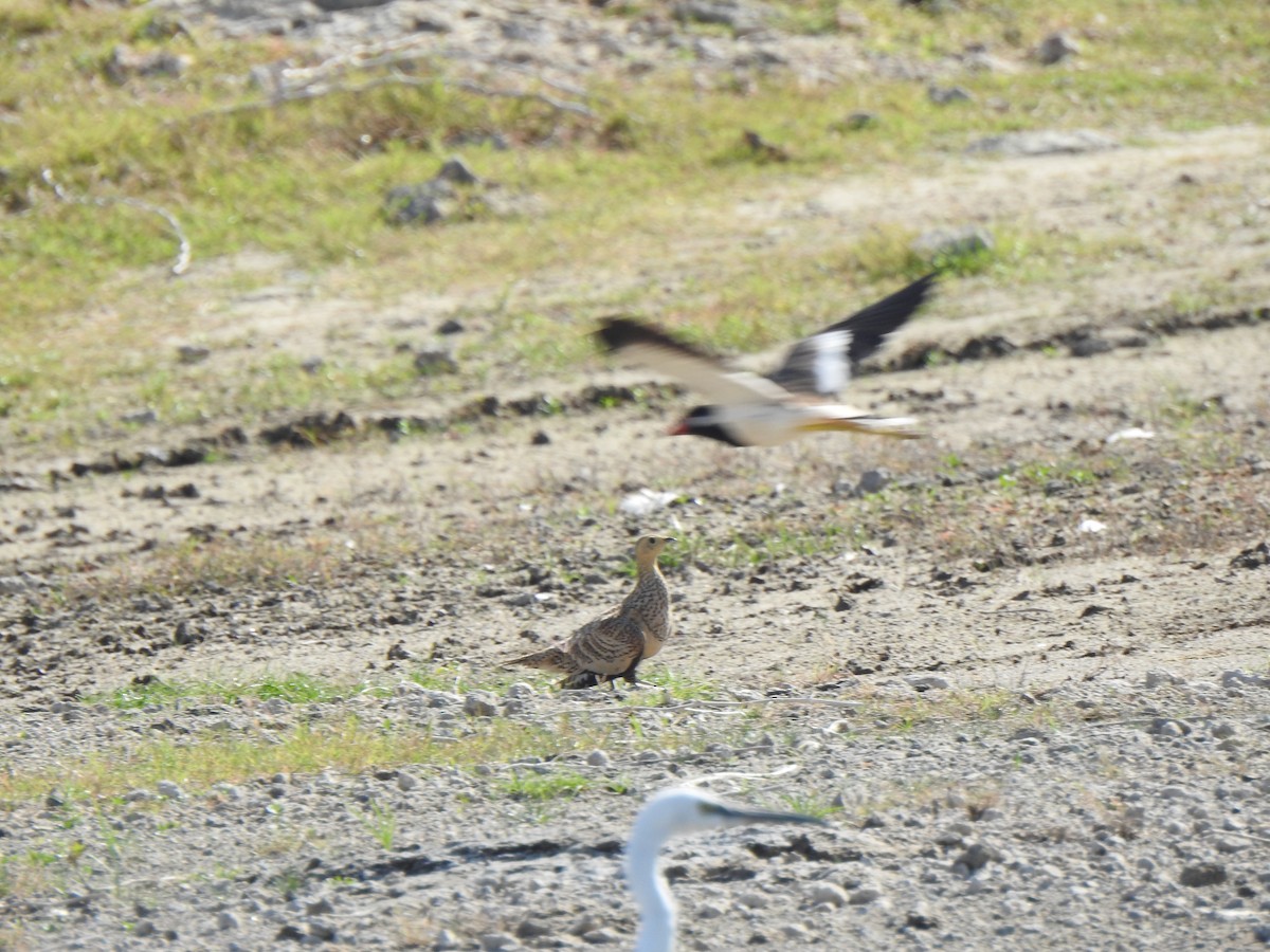 Chestnut-bellied Sandgrouse - ML487979511