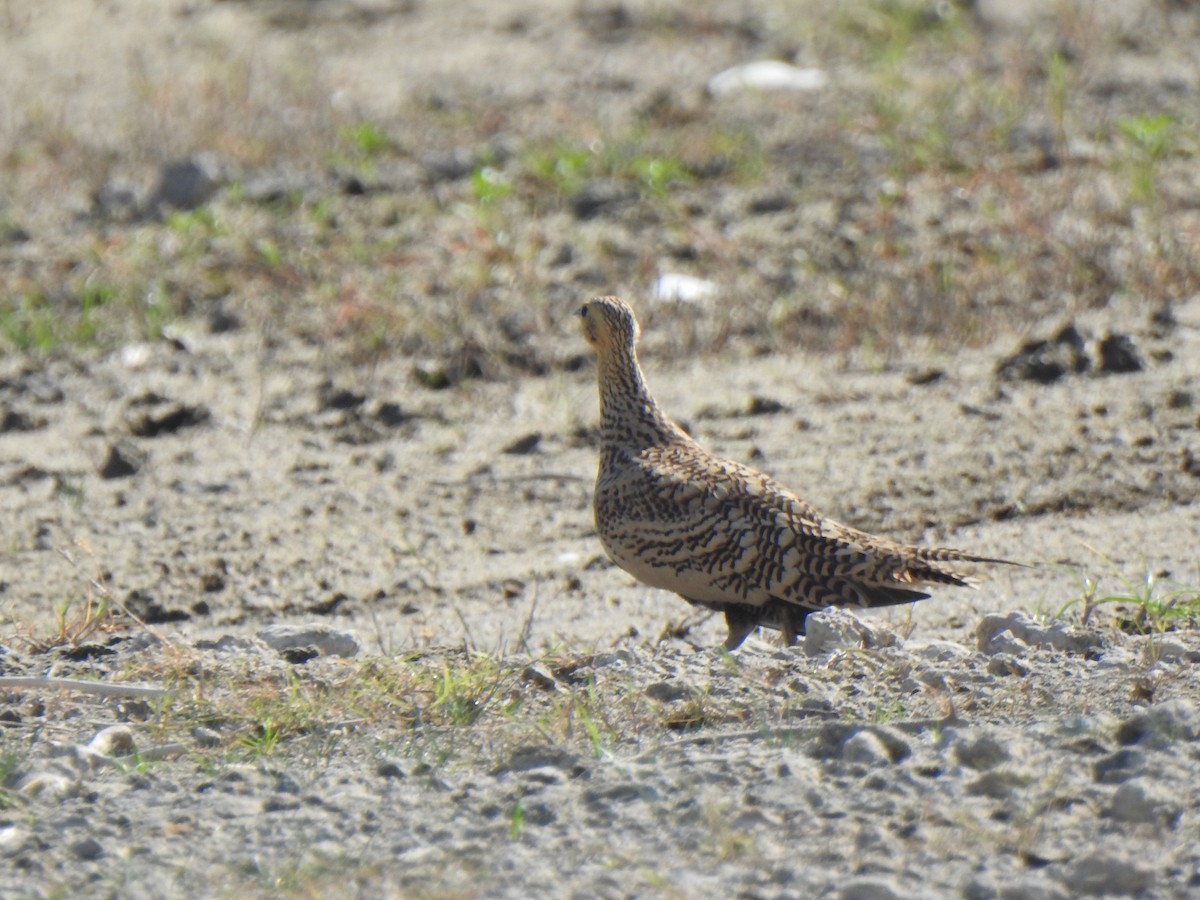 Chestnut-bellied Sandgrouse - ML487979551