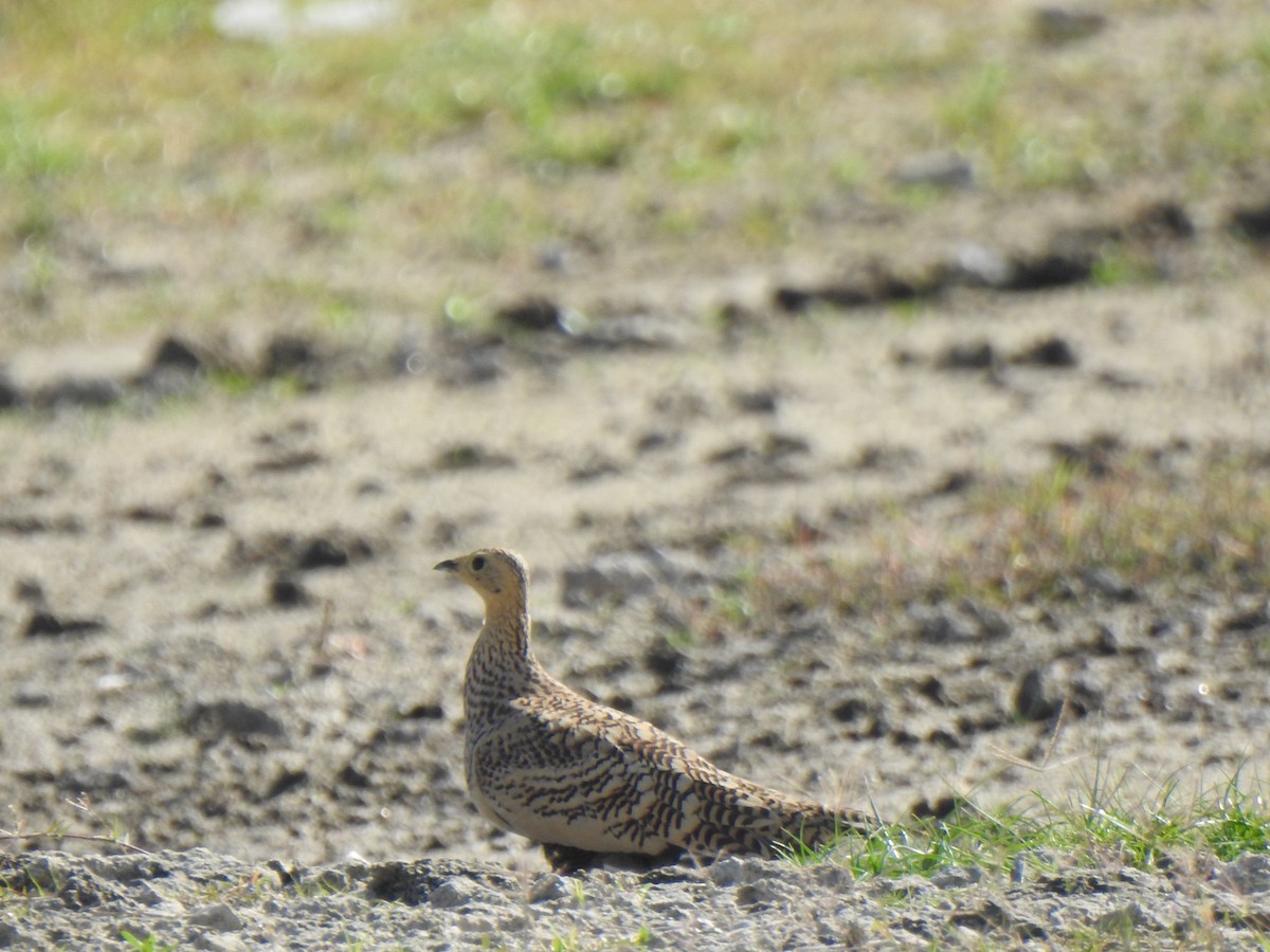 Chestnut-bellied Sandgrouse - ML487979561