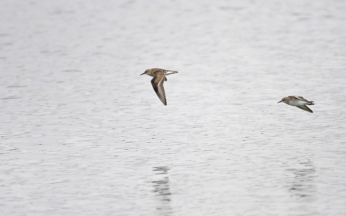 Little Stint - Christoph Moning