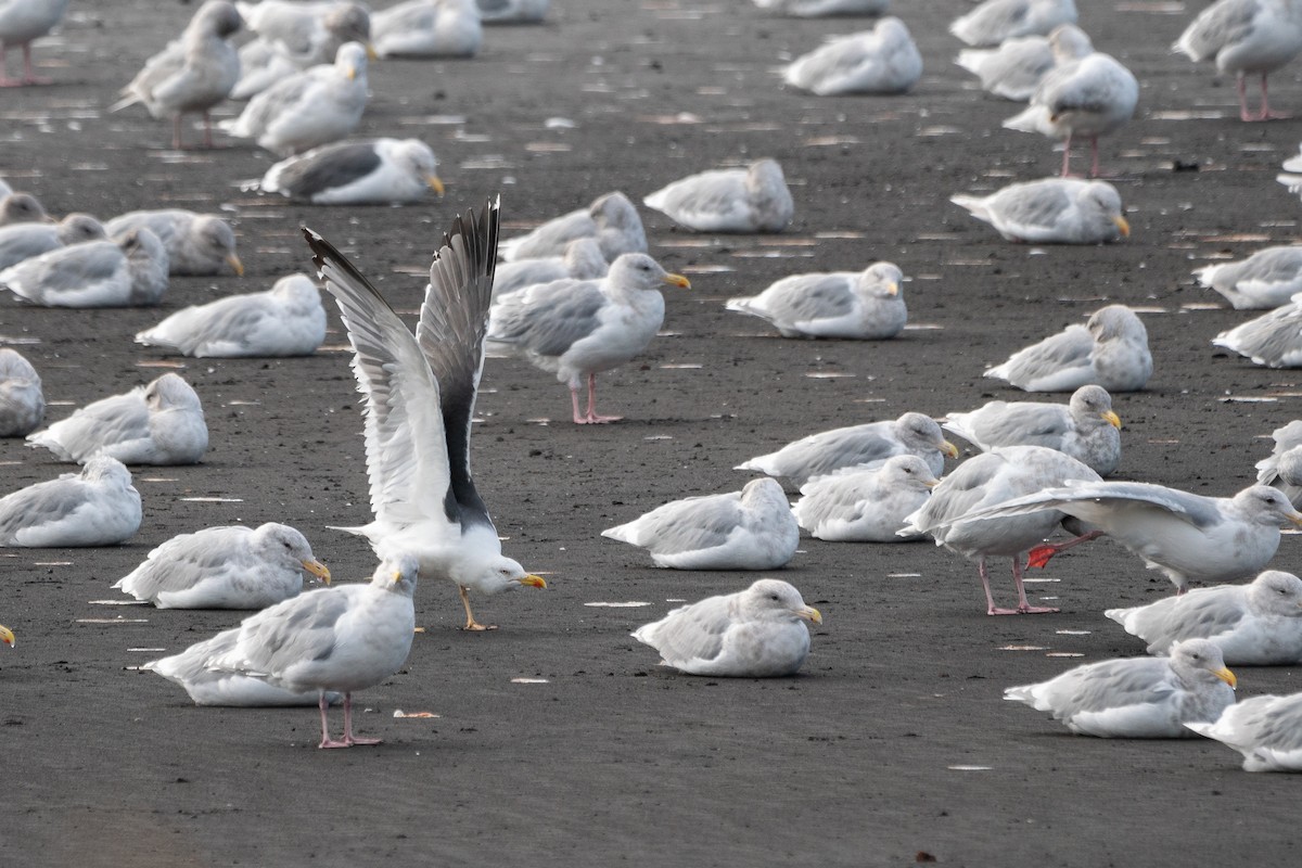 Lesser Black-backed Gull - ML487984921