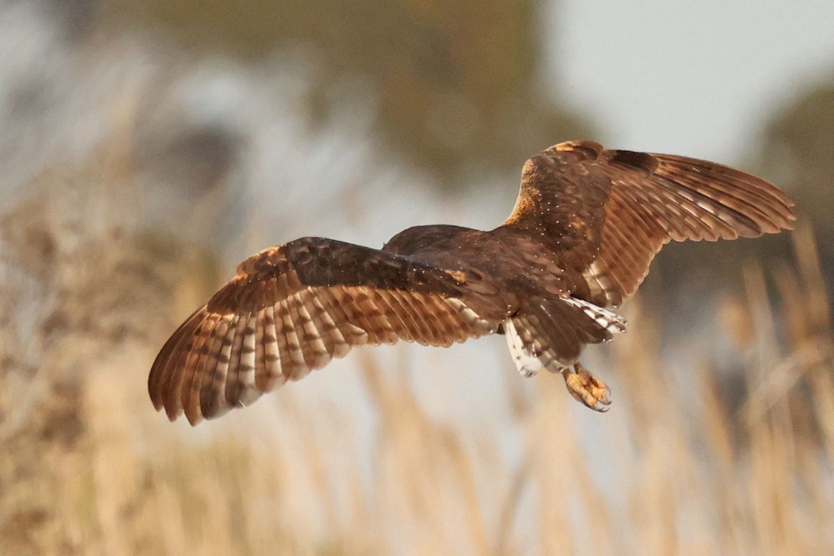 African Grass-Owl - ML487985121