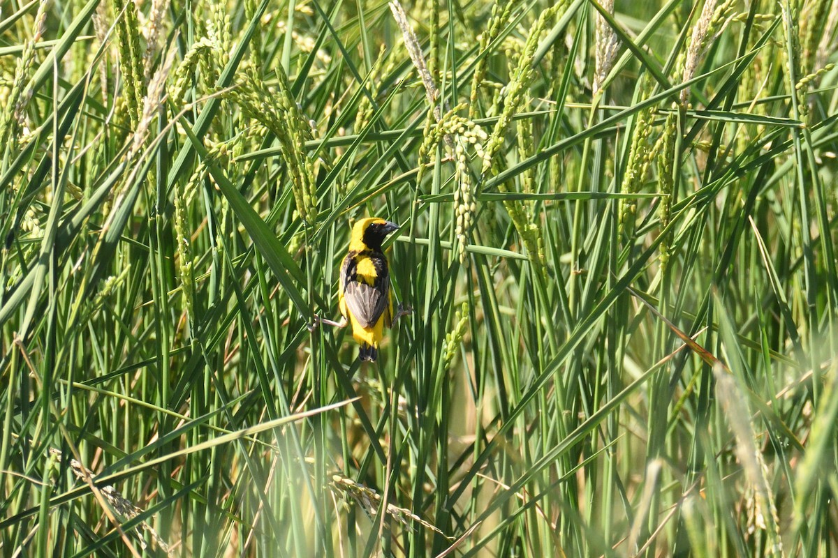 Yellow-crowned Bishop - ML487985831