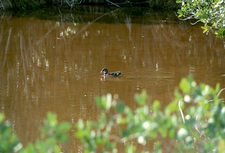 Wood Duck - ML487986131