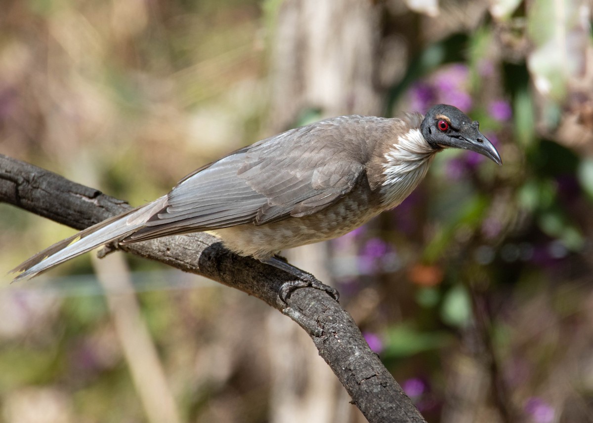 Noisy Friarbird - ML487986911