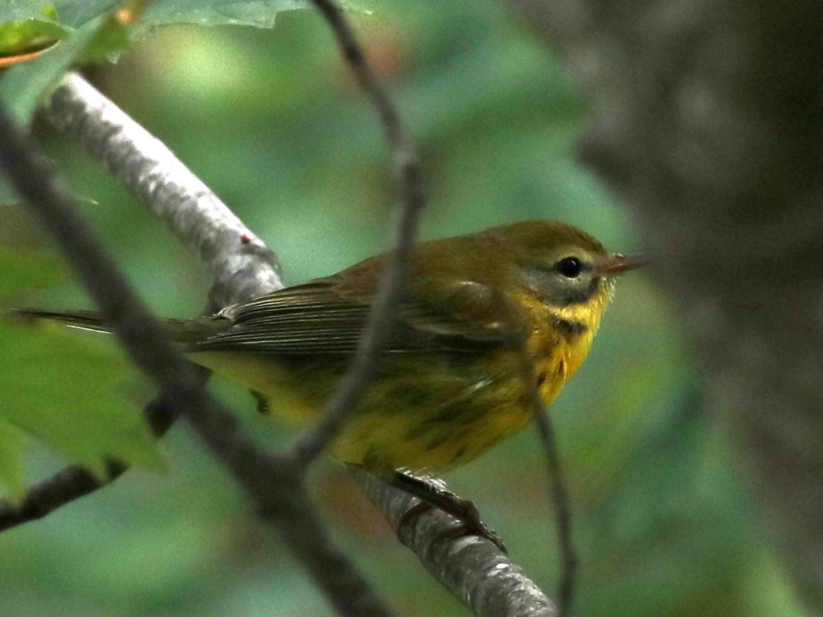 Prairie Warbler - David Ramirez