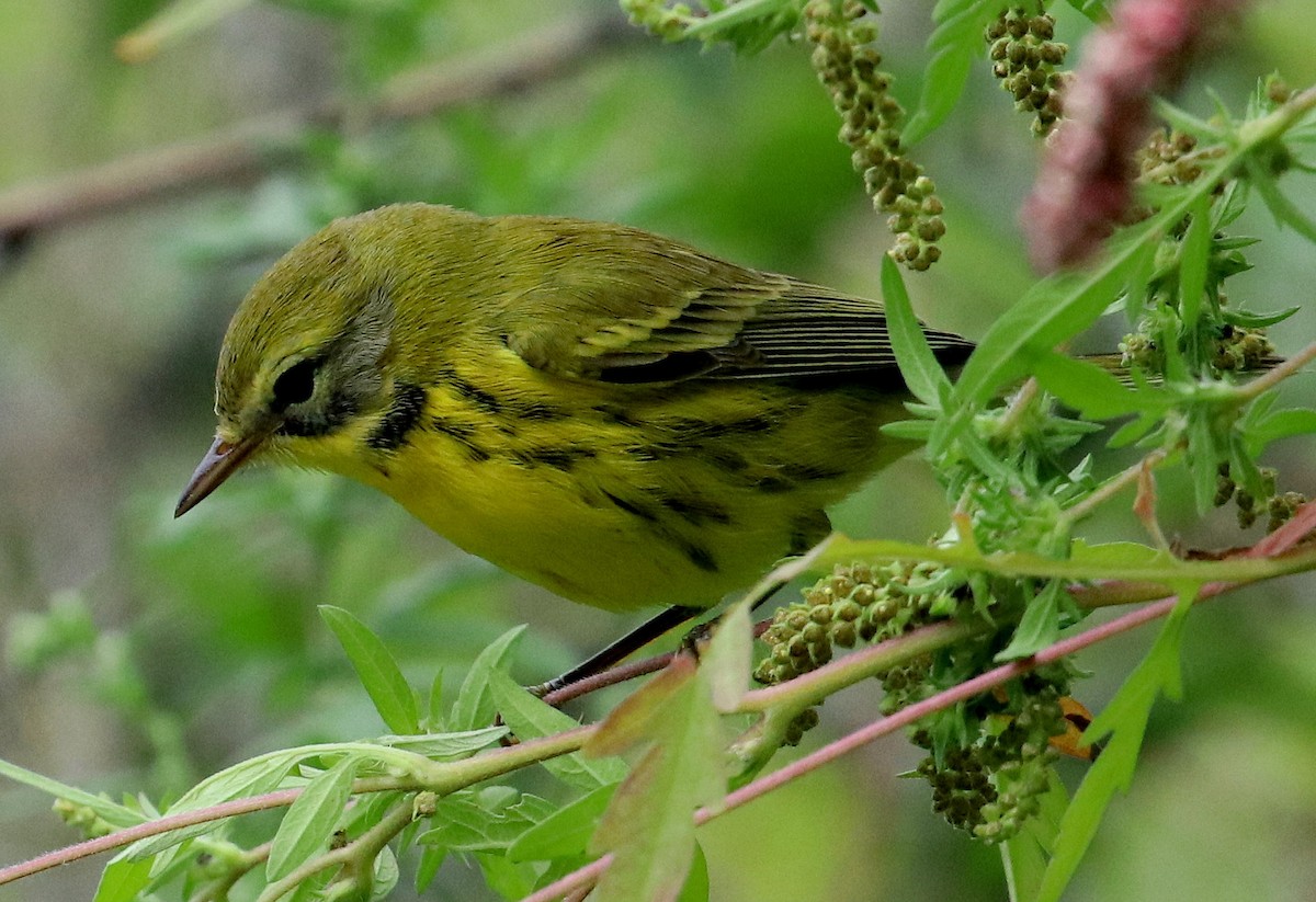 Prairie Warbler - David Ramirez