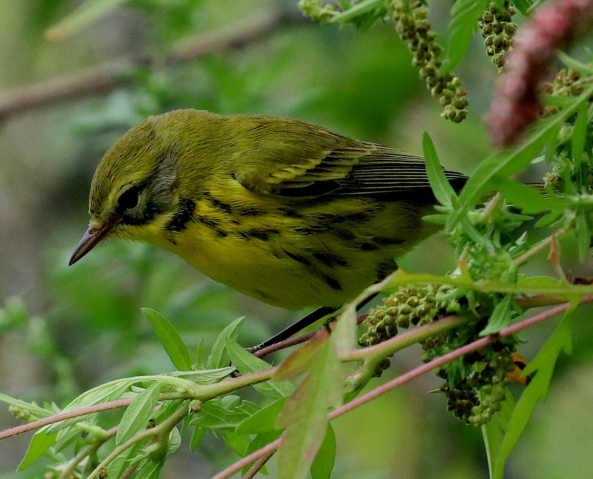 Prairie Warbler - ML487987731