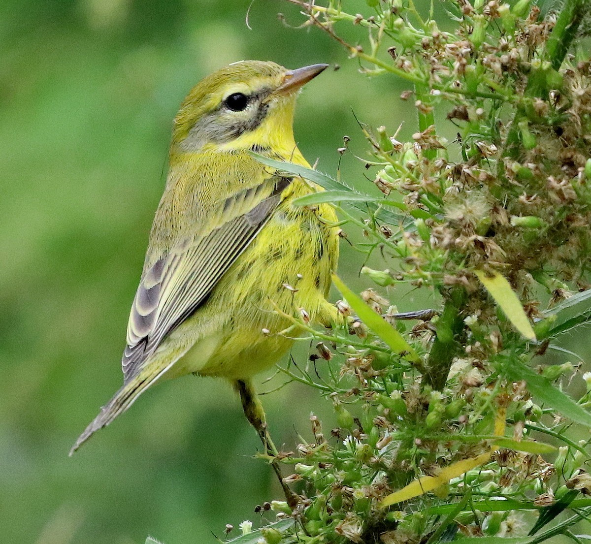 Prairie Warbler - David Ramirez