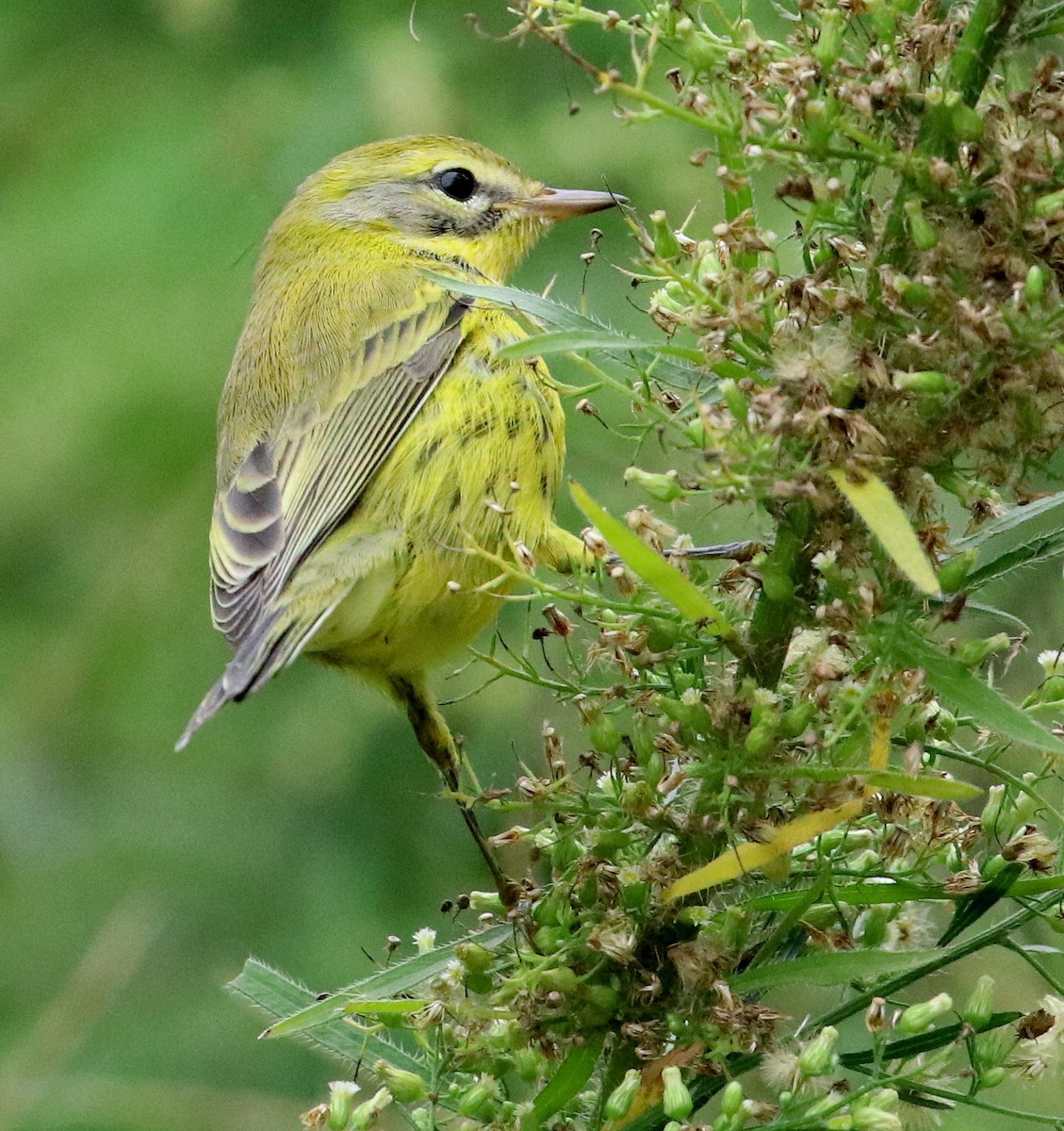 Prairie Warbler - David Ramirez