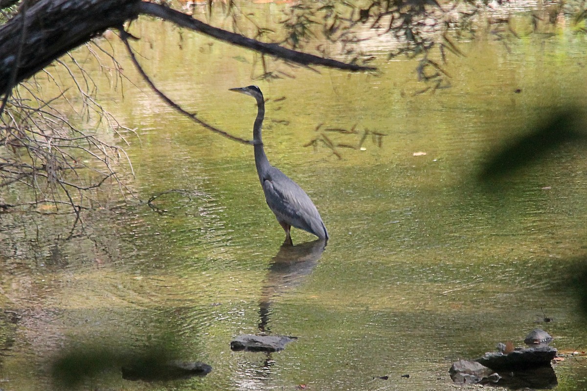 Great Blue Heron (Great Blue) - Anonymous