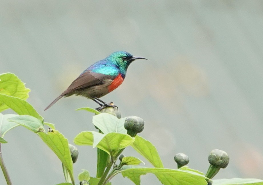 Northern Double-collared Sunbird - ML487989951