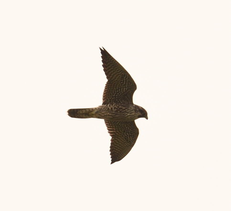 Peregrine Falcon - ML487990721