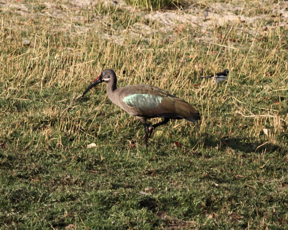 Hadada Ibis - ML487991471