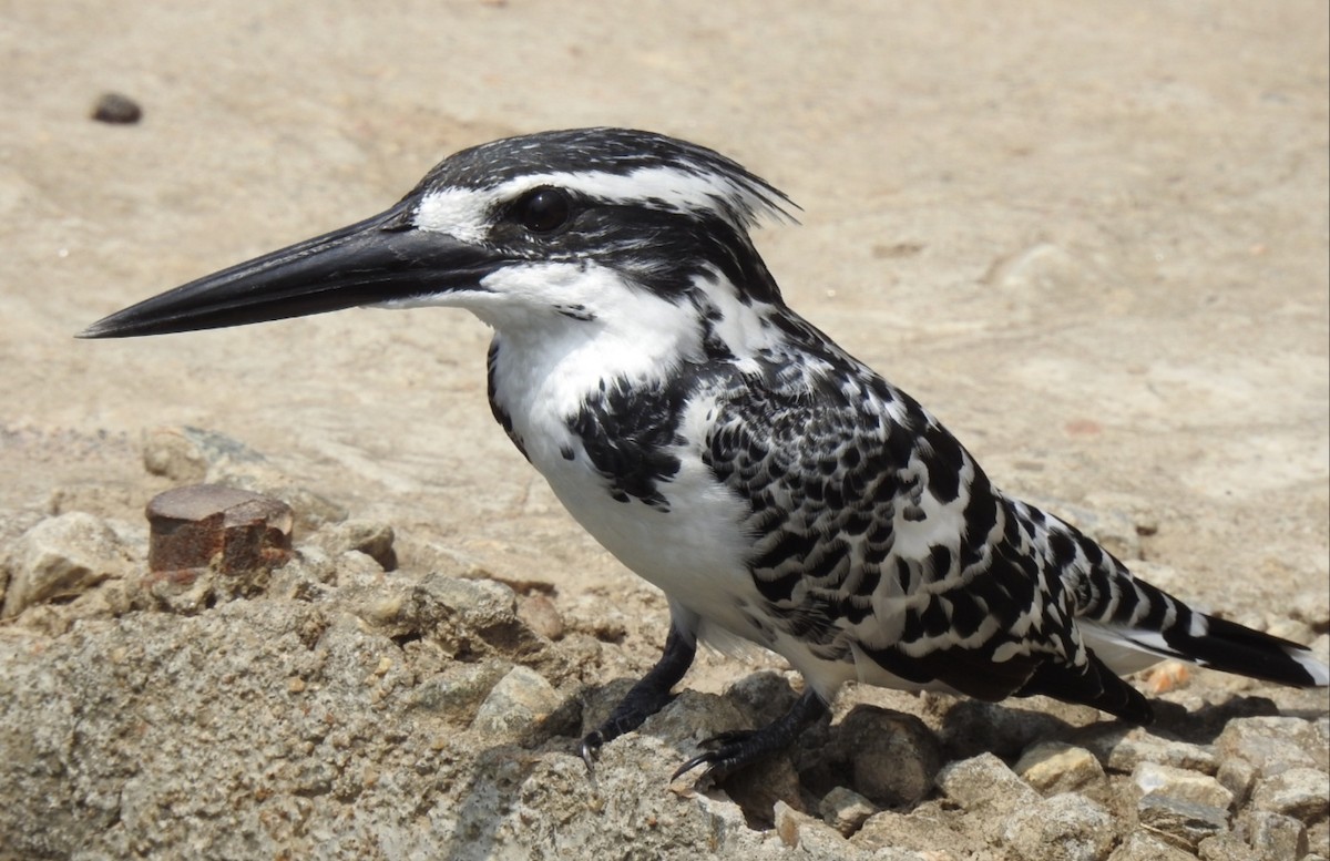 Pied Kingfisher - ML487991721