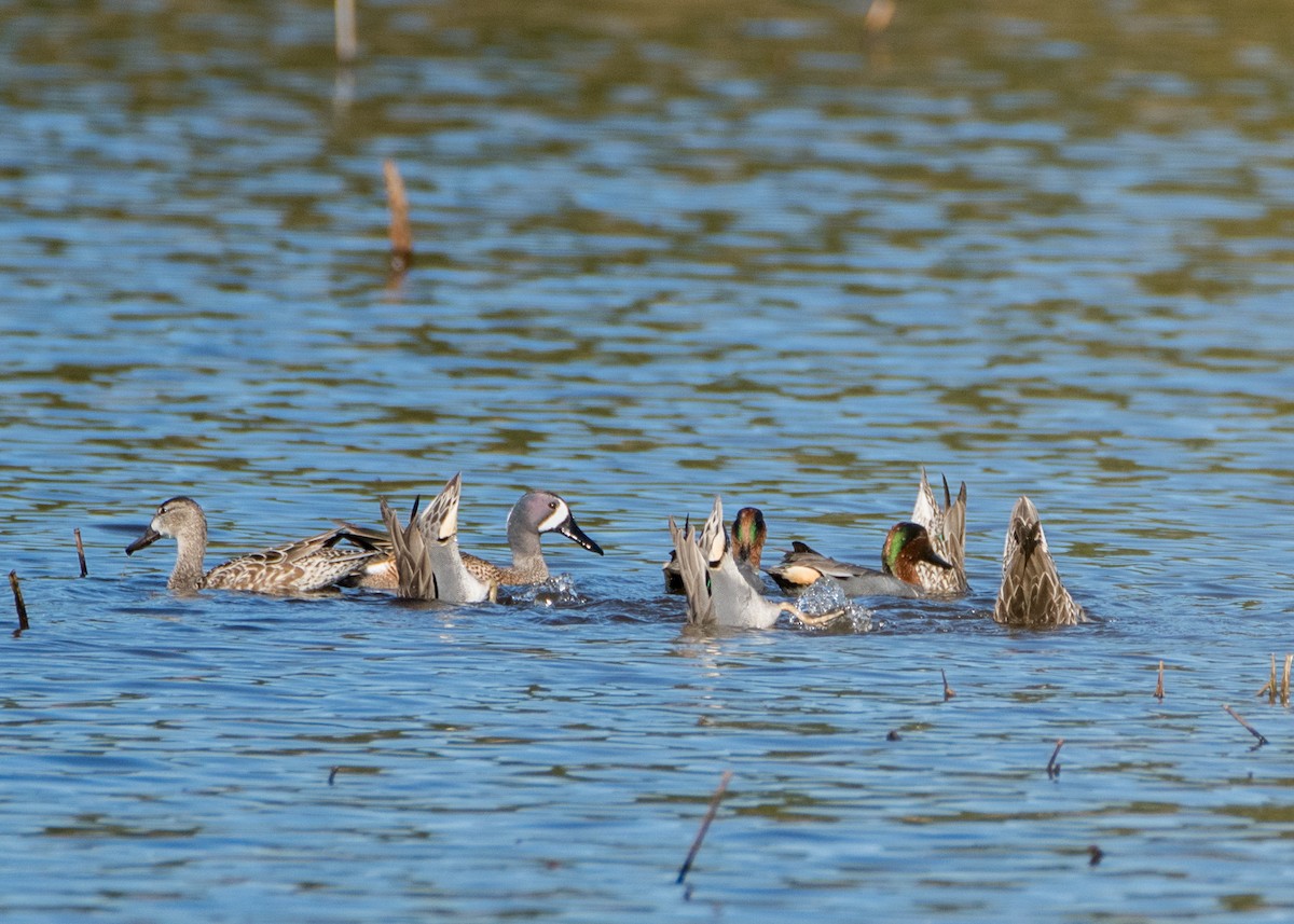 Blue-winged Teal - Charlie Bruggemann