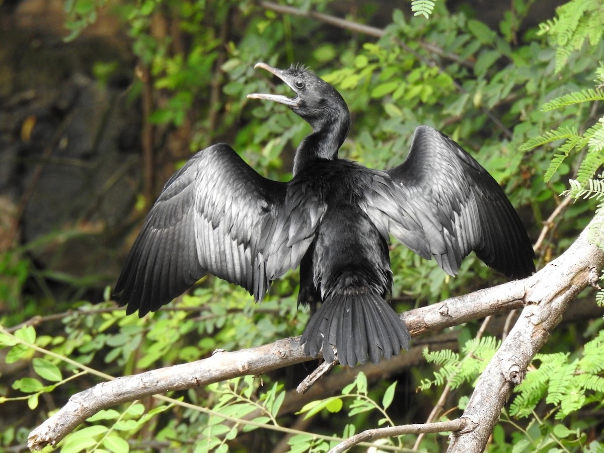 Little Cormorant - Ranjeet Singh